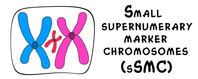 tl_files/tiny_templates/Bilder
                            TL/sSMC/kl-sSMC.jpg